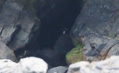 Eudyptes pachyrhynchus