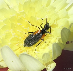 Eupompha elegans