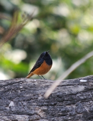 Phoenicurus ochruros