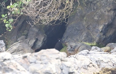 Eudyptes pachyrhynchus