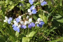 Collinsia verna
