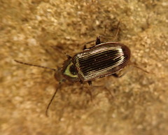 Helops laetus