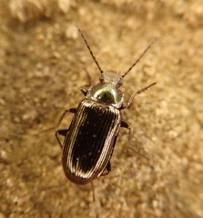 Helops laetus