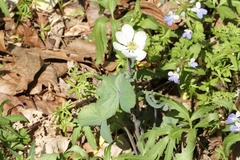 Jeffersonia diphylla