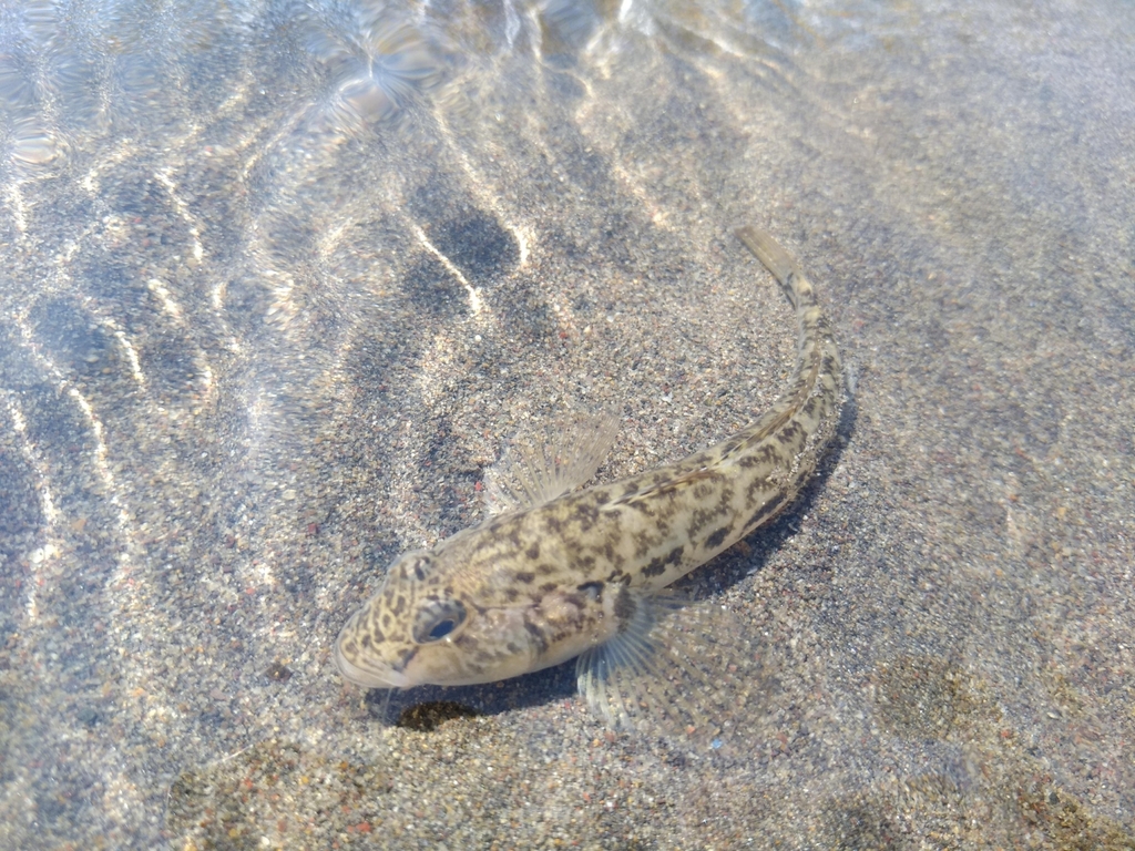 Monkey Goby