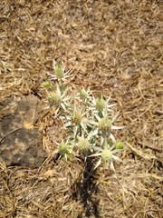 Eryngium heterophyllum
