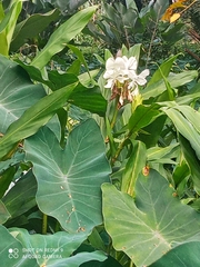 Hedychium coronarium image