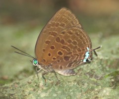 Arhopala lurida
