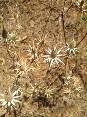 Eryngium heterophyllum