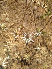 Eryngium heterophyllum