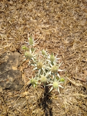 Eryngium heterophyllum