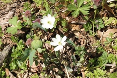 Jeffersonia diphylla