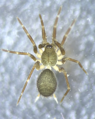 Common Combtailed Spider