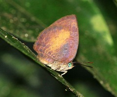 Arhopala perimuta
