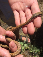 Masticophis flagellum piceus