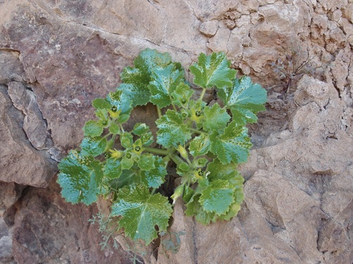 Rock nettle (Eucnide rupestris)