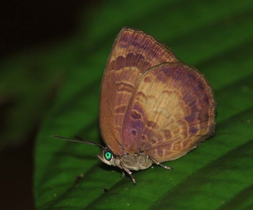 Arhopala perimuta (Moore, 1857)