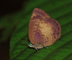 Arhopala perimuta