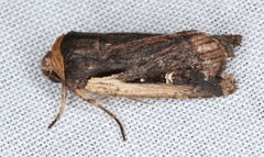 Proteuxoa tortisigna