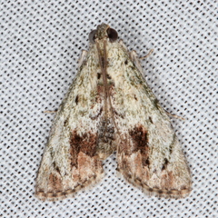 Enchesphora recurvalis