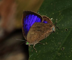 Arhopala selta