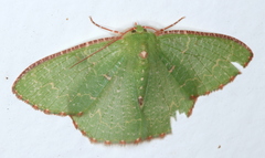 Eucyclodes metaspila