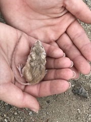 Perognathus longimembris