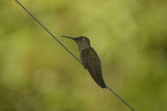 Eupetomena cirrochloris