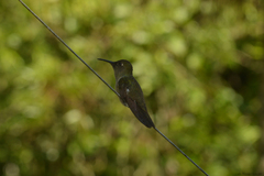 Eupetomena cirrochloris