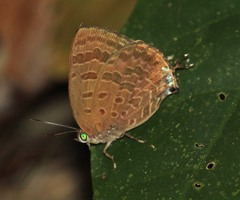Arhopala selta