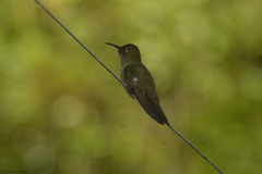 Eupetomena cirrochloris