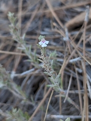 Micromeria benthamii
