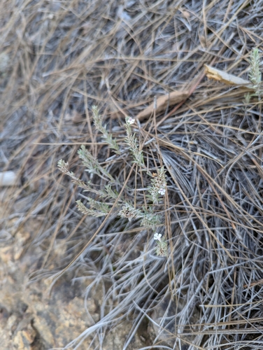 Micromeria benthamii, photograph 2