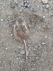 Perognathus longimembris
