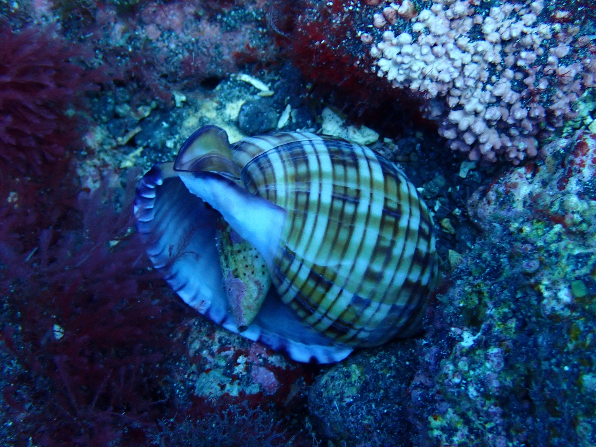 Semicassis undulata