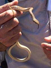 Masticophis flagellum piceus