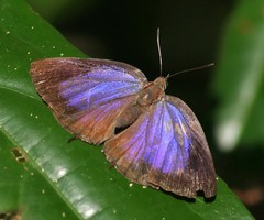 Arhopala silhetensis