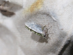 Chloroclystis conversa