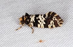 Ardiosteres moretonella