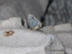 Chloroclystis conversa