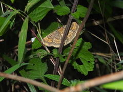 Entomogramma fautrix