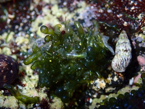 Image of Valonia utricularis by (c) Ben Jobson, some rights reserved (CC BY)