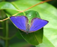 Arhopala silhetensis