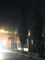 Cupressaceae