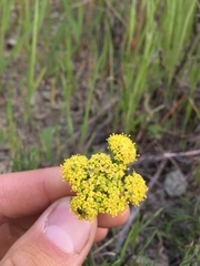Lomatium caruifolium caruifolium