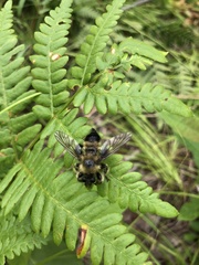 Laphria sacrator