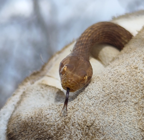 Thamnodynastes sertanejo