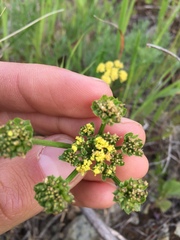 Lomatium caruifolium caruifolium