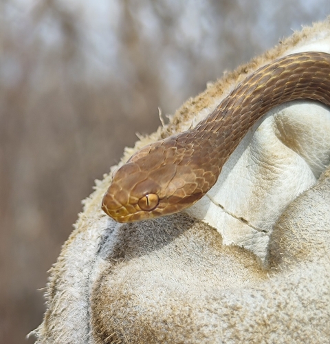 Thamnodynastes sertanejo