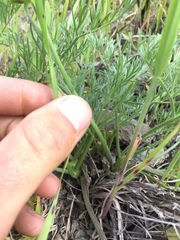 Lomatium caruifolium caruifolium